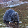 Beaver Dam Removal Safety: Understanding the Hidden Dangers