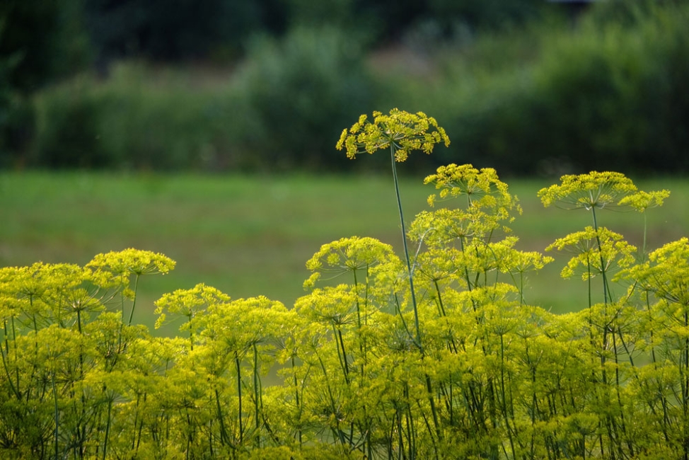 The Dangers of Wild Parsnip and How to Identify It