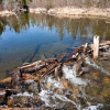 Can You Get Sick from Removing a Beaver Dam?